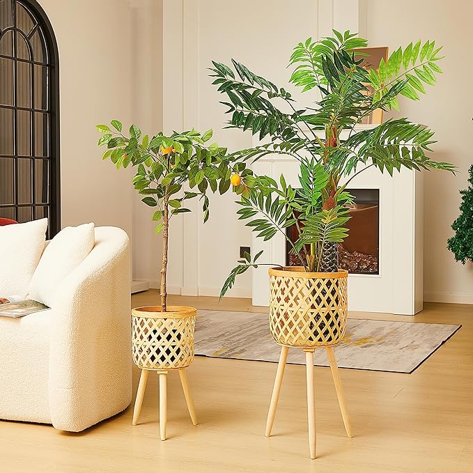 Two potted plants placed in a cozy living room with sunlight streaming in through the door.